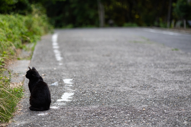 道路に座る黒猫