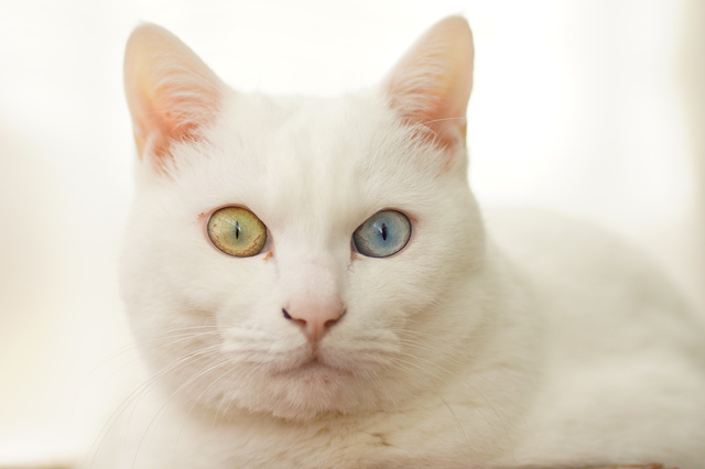 オッドアイの白猫