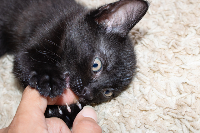 指を噛む黒猫の子猫