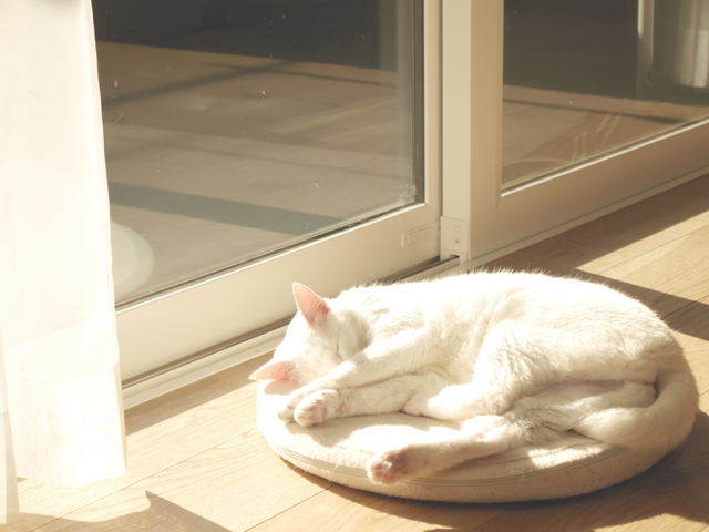 窓際で眠る白猫