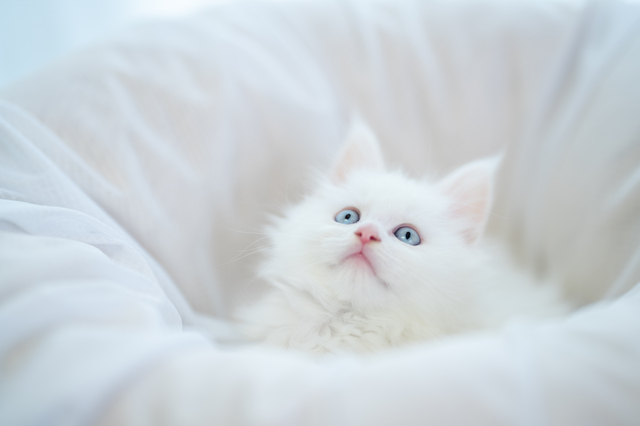 白猫の子猫