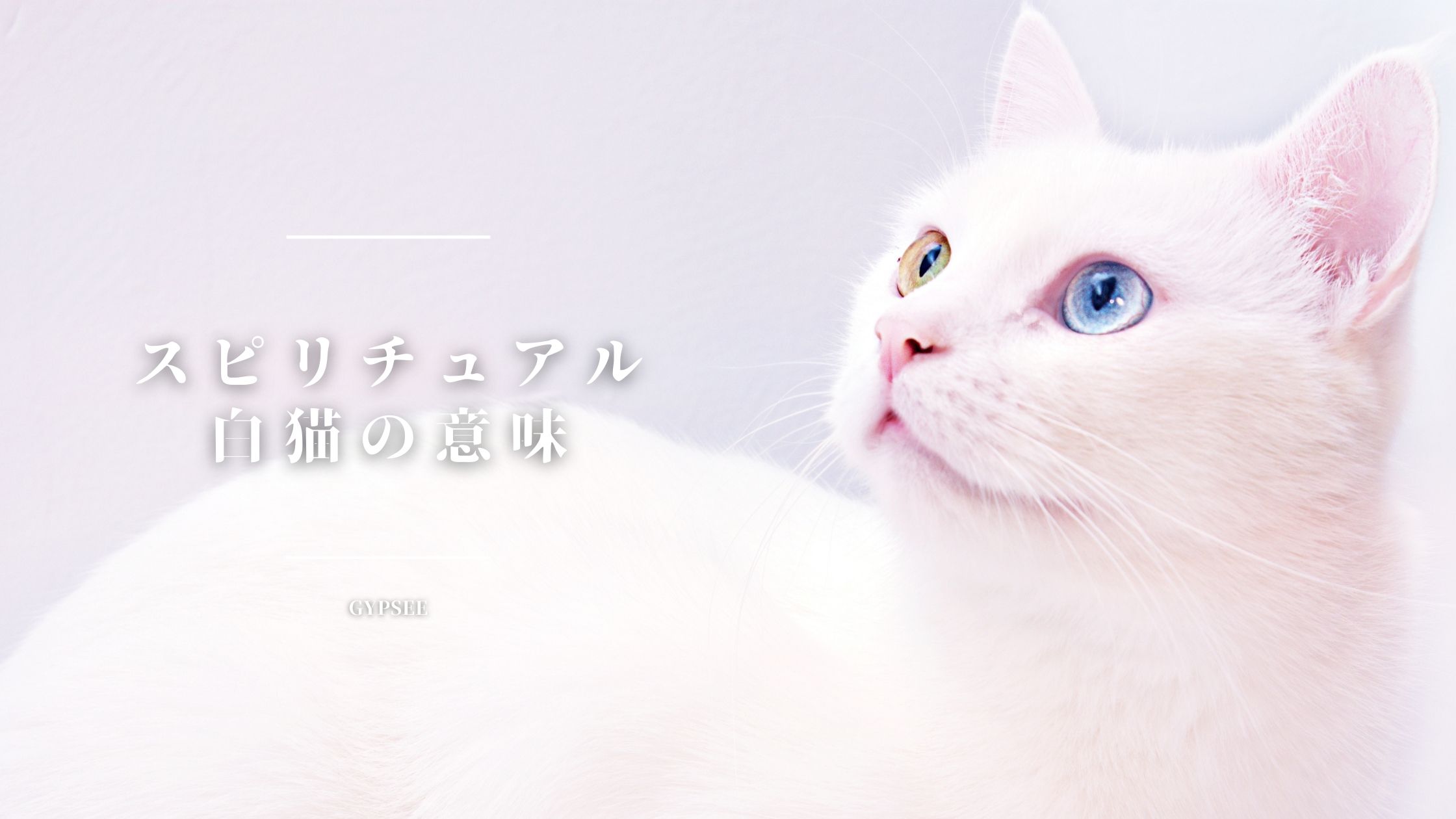 白い猫のスピリチュアル意味・ジンクスまとめ【完全版】