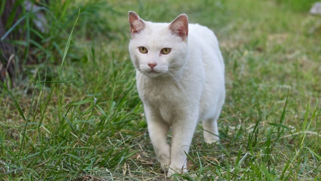白猫が横切る意味