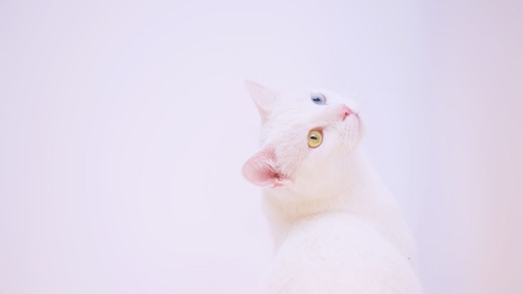 白猫の夢は幸運を招くサイン