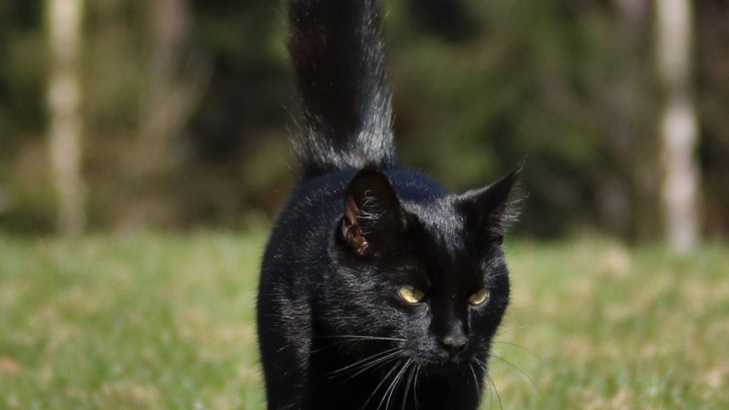 黒猫が横切る ・スピリチュアル意味とジンクス
