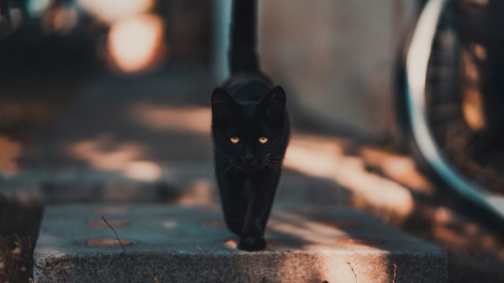 黒猫と目が合うジンクス