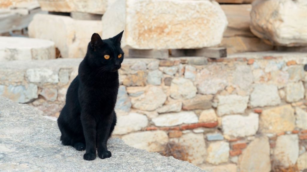 黒猫のスピリチュアル意味とジンクス