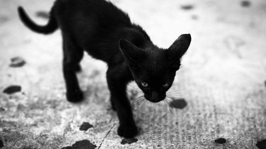黒猫の死骸を見るスピリチュアルの意味