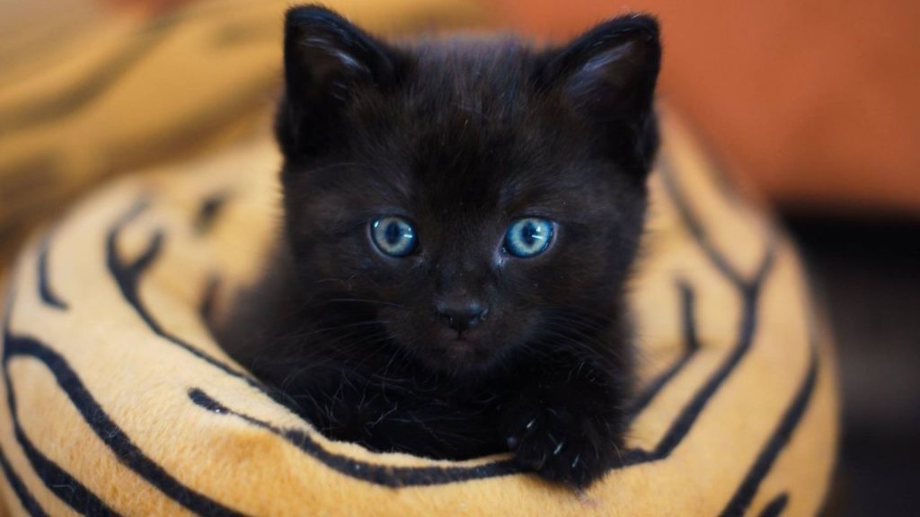 黒猫はありとあらゆる幸運を招く象徴！