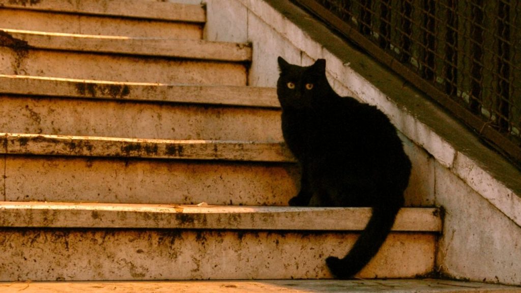 黒猫を夜に見るスピリチュアルジンクス