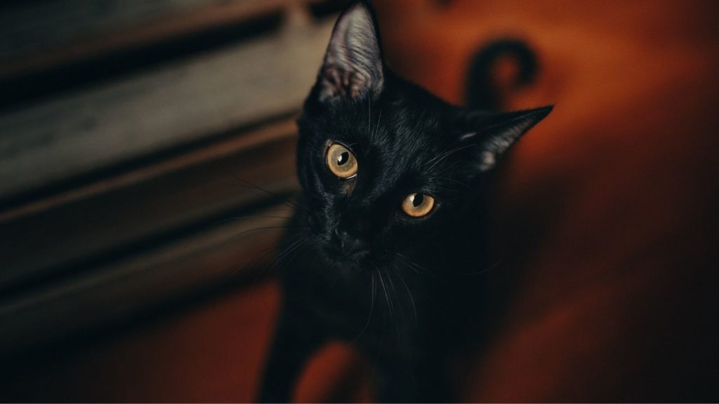 黒猫見るスピリチュアルは？幸運の前兆！