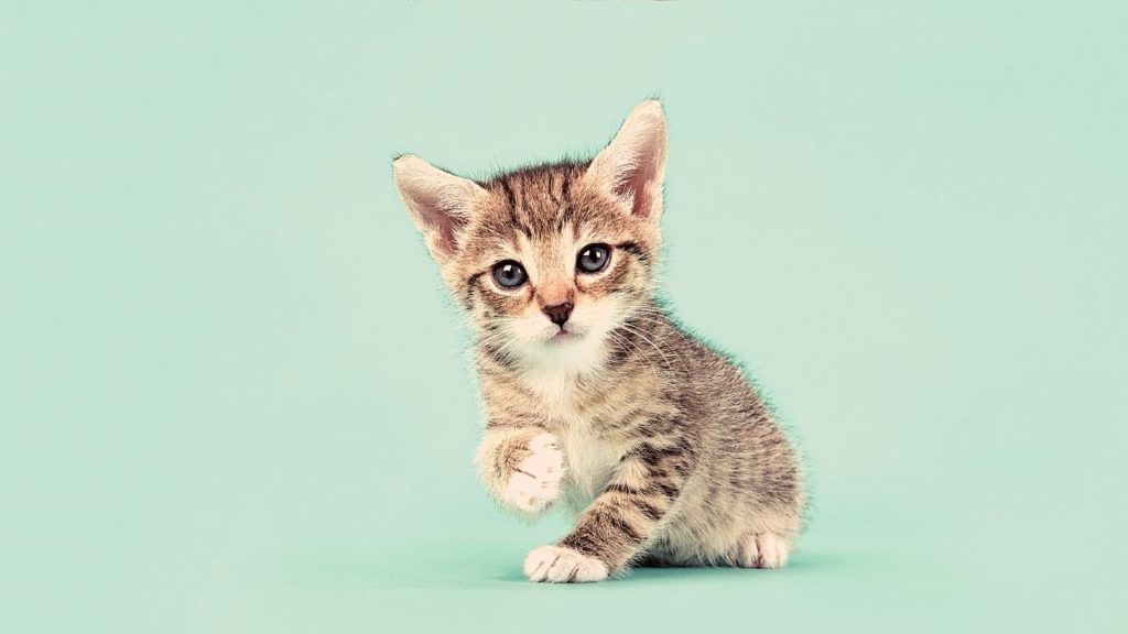 夢占い 子猫の夢 拾う 飼う 助ける 白い 生まれる たくさんなどシチュエーション別に診断