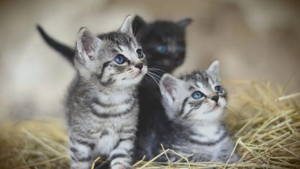 夢占い 子猫の夢 拾う 飼う 助ける 白い 生まれる たくさんなどシチュエーション別に診断