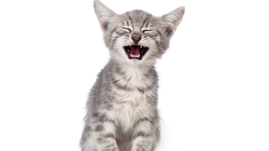 夢占い 子猫の夢 拾う 飼う 助ける 白い 生まれる たくさんなどシチュエーション別に診断
