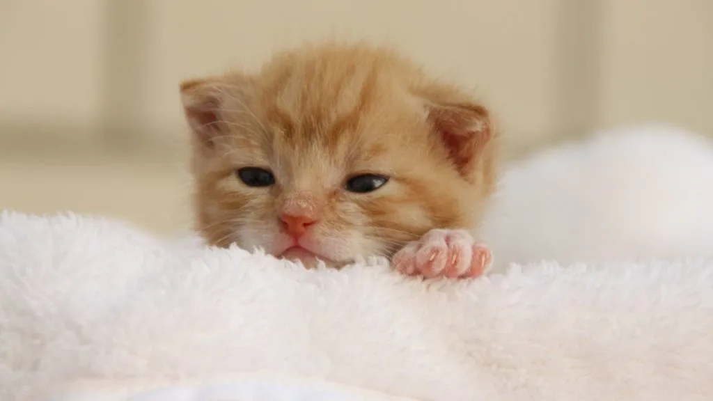 夢占い 子猫の夢 拾う 飼う 助ける 白い 生まれる たくさんなどシチュエーション別に診断