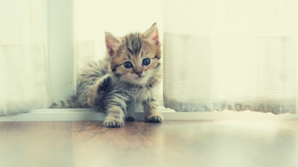 夢占い 子猫の夢 拾う 飼う 助ける 白い 生まれる たくさんなどシチュエーション別に診断