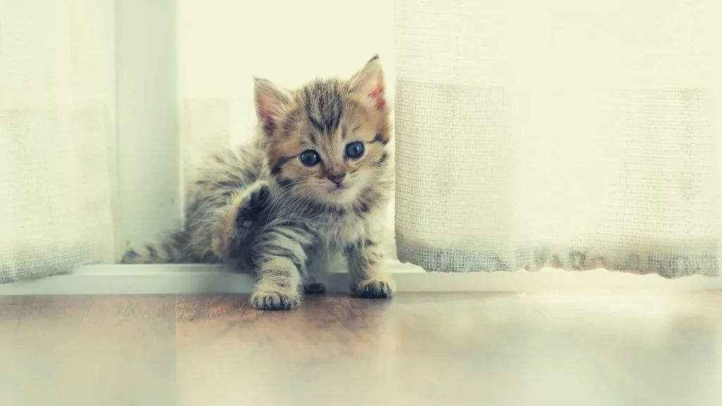 夢占い 子猫の夢 拾う 飼う 助ける 白い 生まれる たくさんなどシチュエーション別に診断