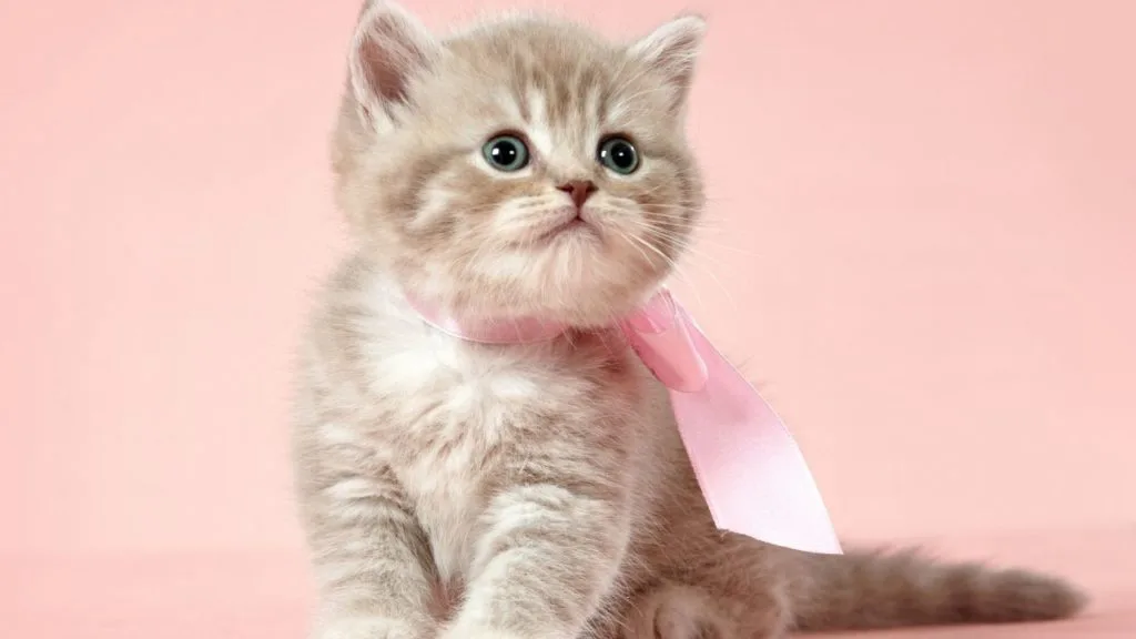 夢占い 子猫の夢 拾う 飼う 助ける 白い 生まれる たくさんなどシチュエーション別に診断