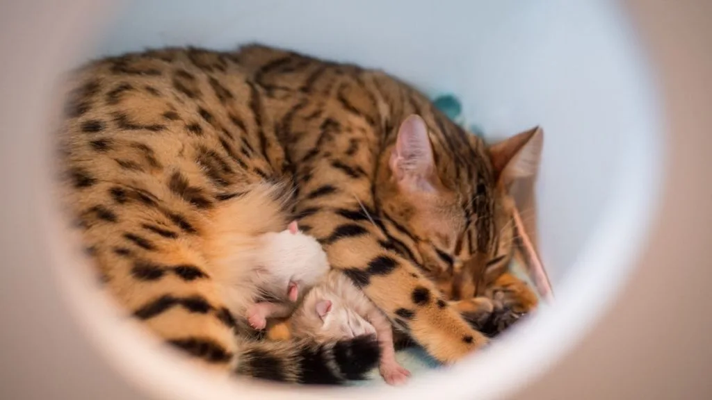 夢占い 子猫の夢 拾う 飼う 助ける 白い 生まれる たくさんなどシチュエーション別に診断