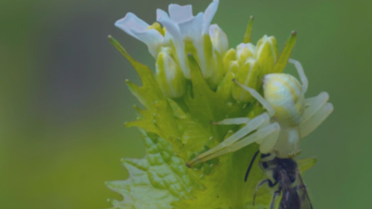 蜘蛛の夢宝くじ Tazinsi