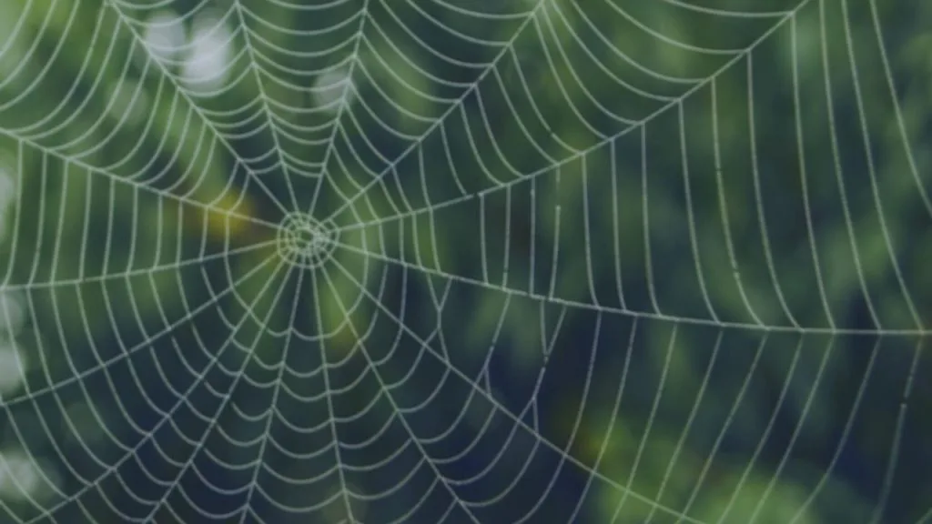 夢占い 蜘蛛の夢 宝くじに当たる 出てくる 巣 噛まれる 引っかかる タランチュラなどシチュエーション別診断