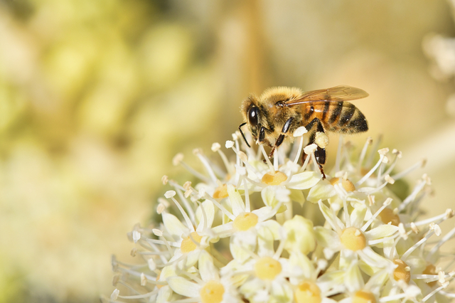 ミツバチ　蜂　みつばち