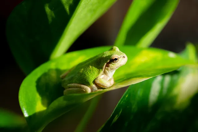 カエルのスピリチュアル意味 シンボルやジンクス メッセージ サイン解説