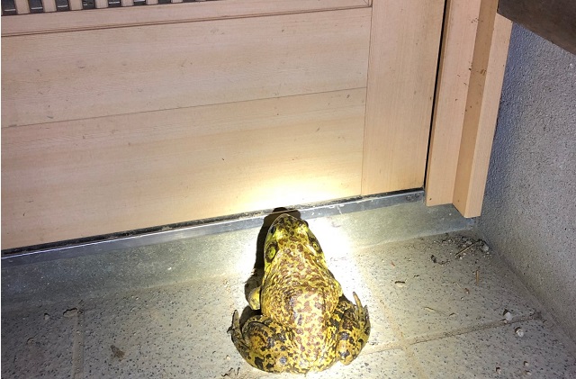 玄関の蛙