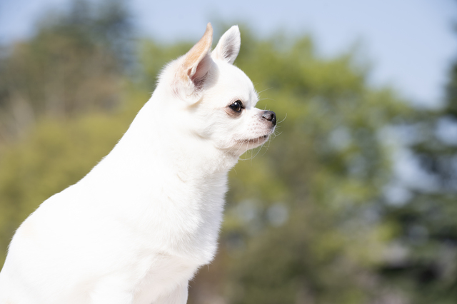 白い犬チワワ