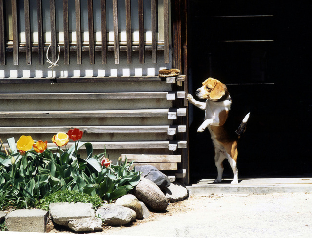外を偵察するビーグル犬