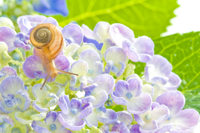 紫陽花とカタツムリ