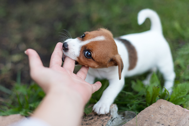 子犬に噛まれる