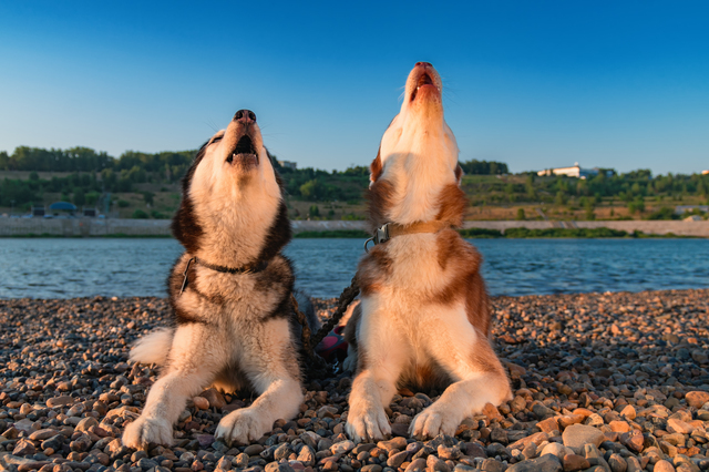 遠吠えする犬