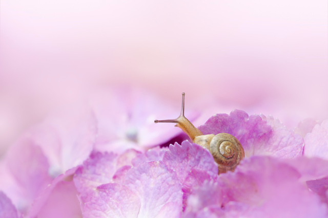 ピンク色の紫陽花とカタツムリ