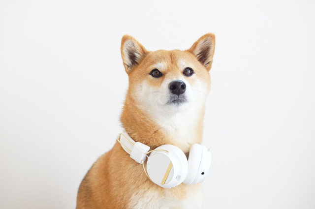 ヘッドフォンを首にかける犬