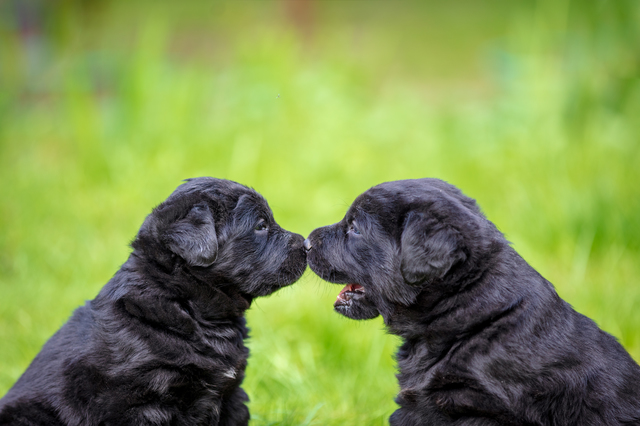 2匹のラブラドールの子犬