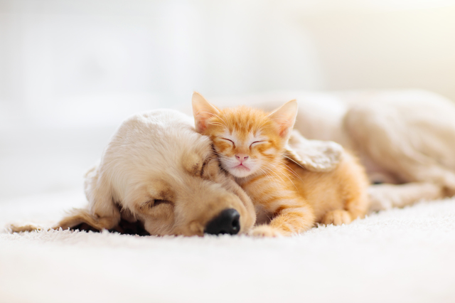 一緒に眠る犬と猫