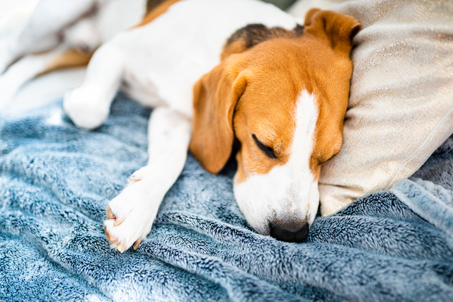 ベッドで眠る犬