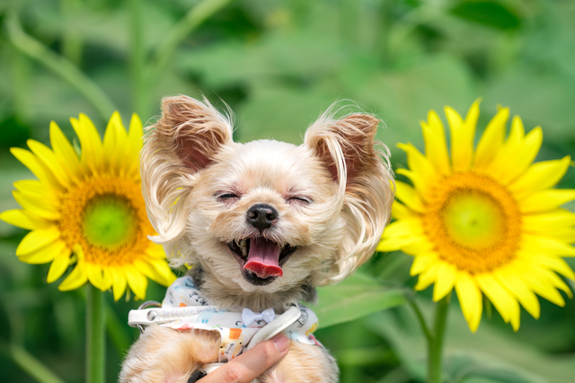 犬とひまわり