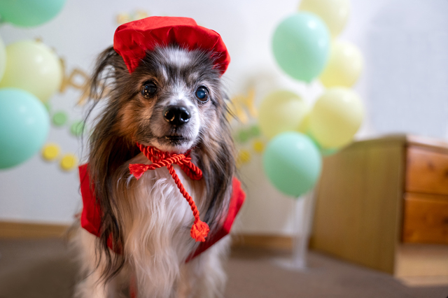 赤いちゃんちゃんこを着た犬