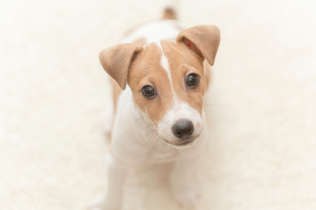 見つめてくるジャックラッセルテリアの子犬