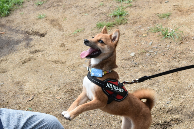 飛びつこうとする犬