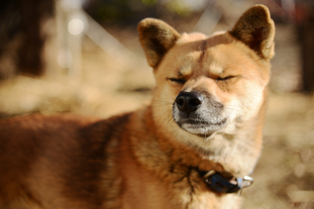 目を閉じる犬