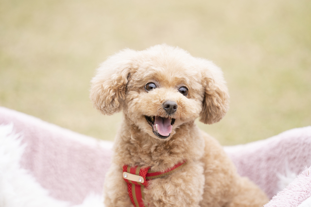 犬 トイプードル