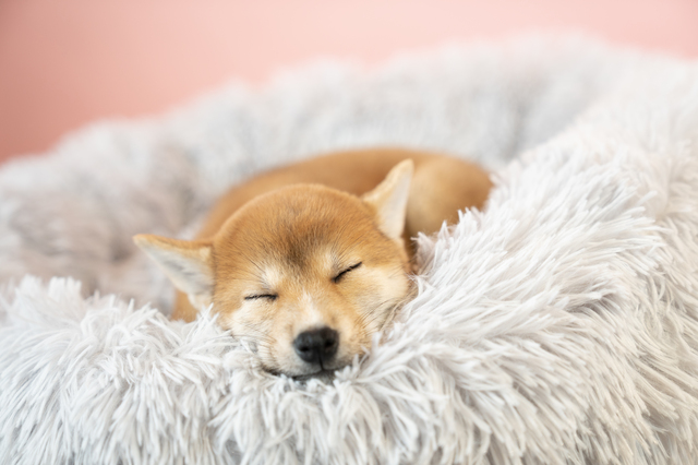 ベッドで眠る柴犬の子犬
