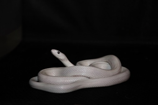 白蛇の夢の基本的な意味と心理