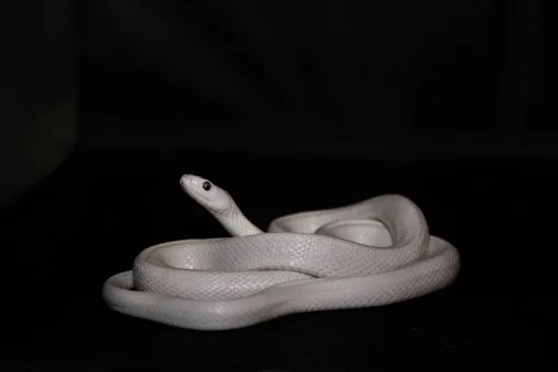 夢占い 白蛇の夢の意味 宝くじに当たる 効果や噛まれる 大きい 小さい 追いかけられるなどシチュエーション別解釈