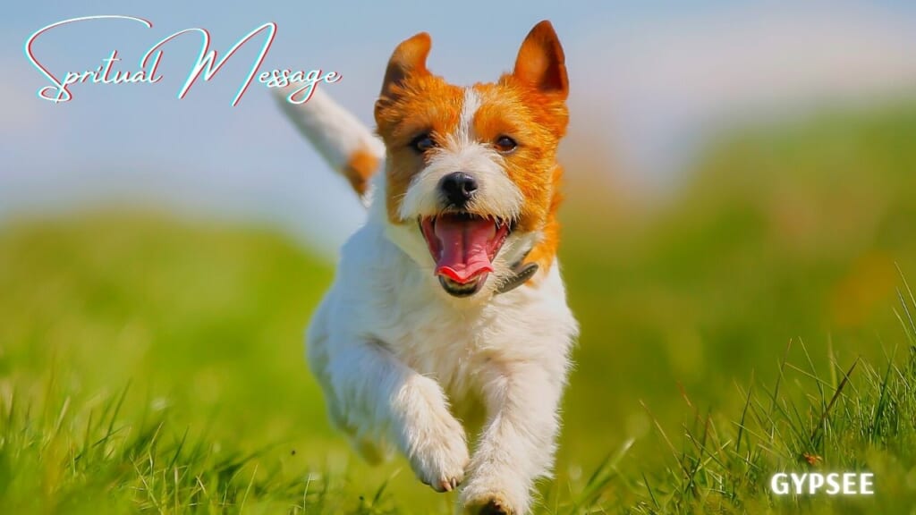 犬とスピリチュアル意味！飼う・出会い・白い犬・嫌われる人・好かれる人など