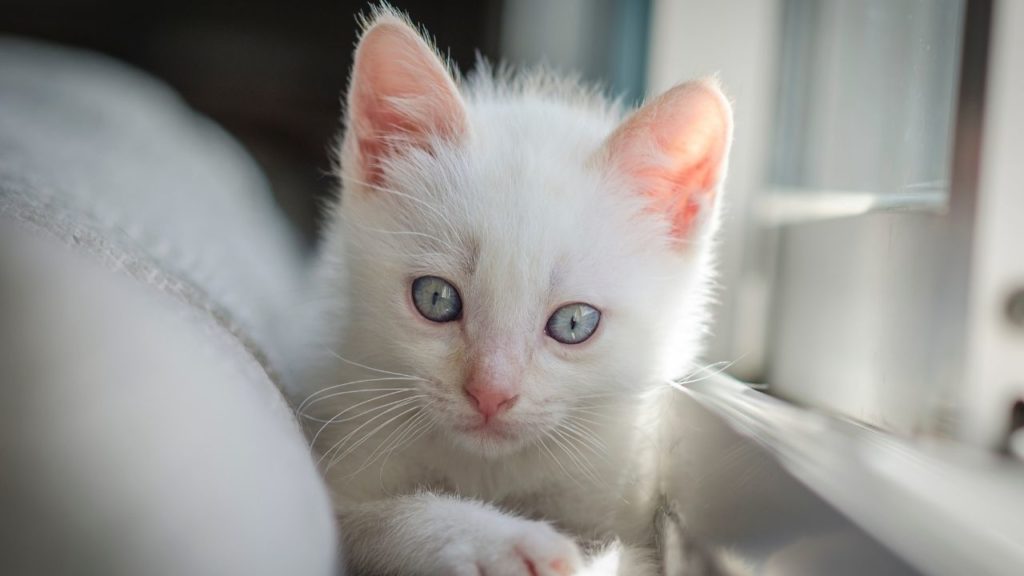 白い子猫の夢