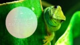 ガジュマルのスピリチュアル 風水効果を解説